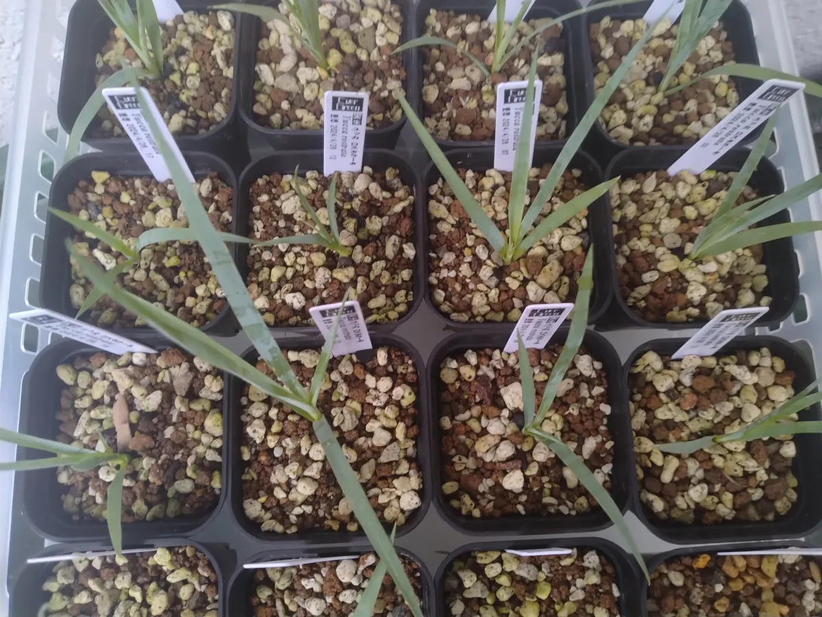 Yucca rostrata (ユッカ ロストラータ)