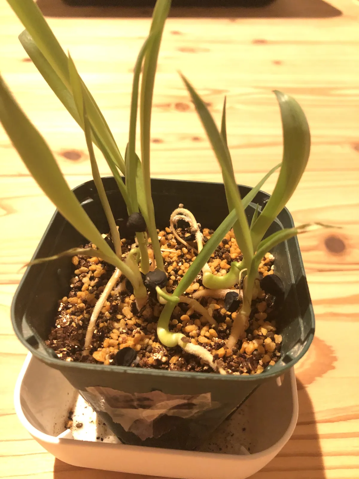 Yucca treculeana (ユッカ トレクレアーナ)