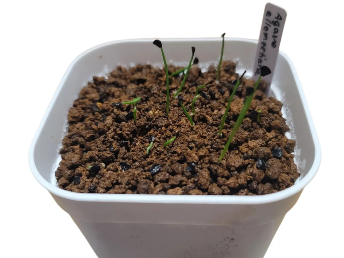 Agave ellemeetiana (アガベ エレミーティアナ)