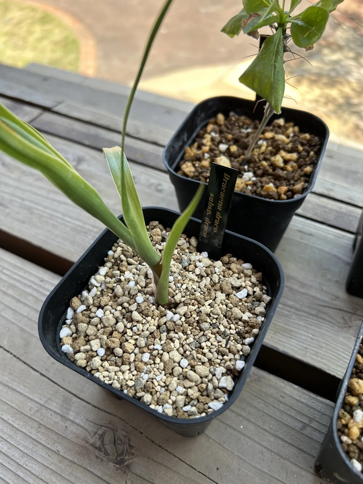 Dracaena draco subsp. draco (ドラセナ ドラコ)