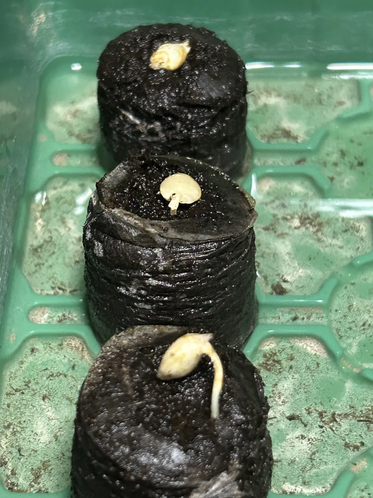 [無料種子/発芽難ロット] ウェルウィッチア ミラビリス 奇想天外 Welwitschia mirabilis