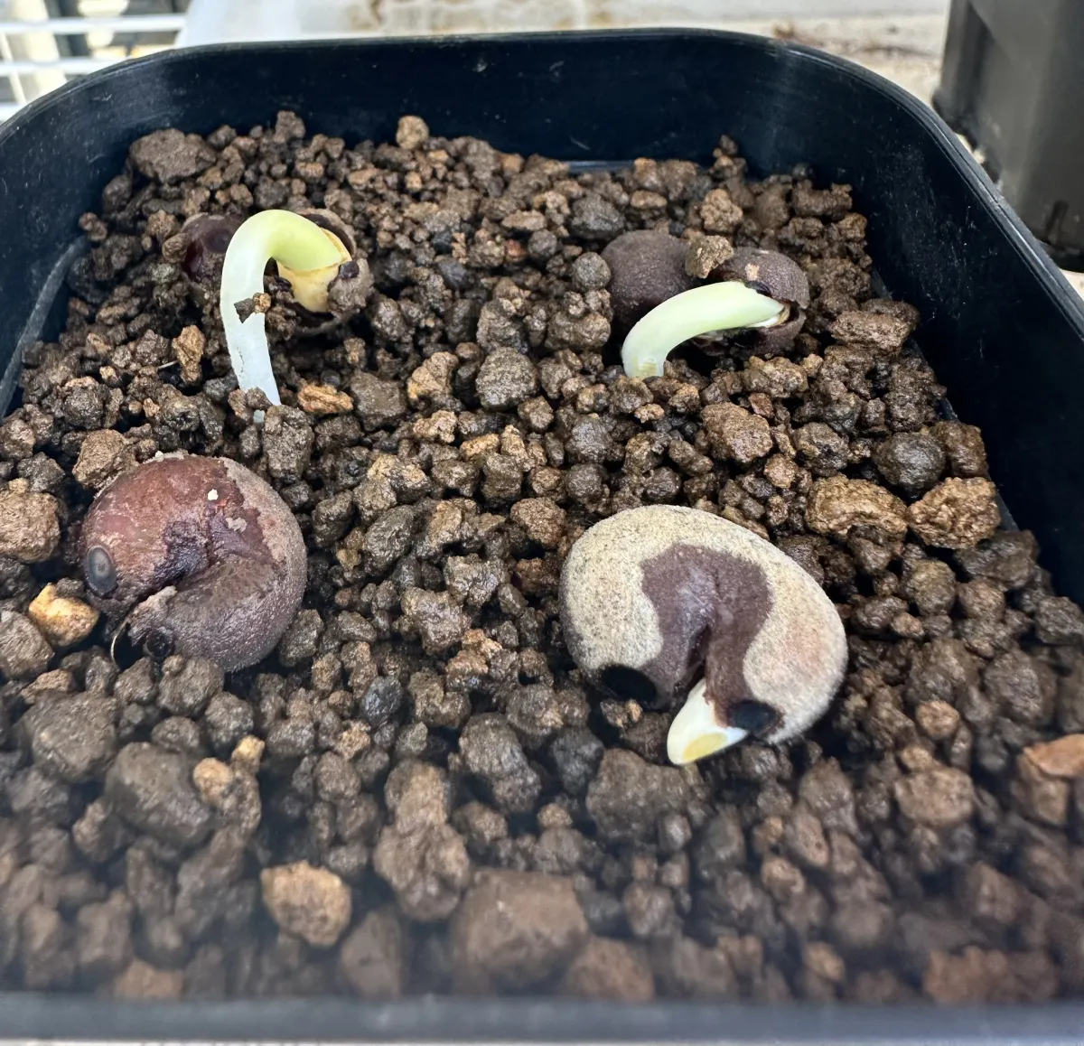 Adansonia za (アダンソニア（バオバブ） ザ)