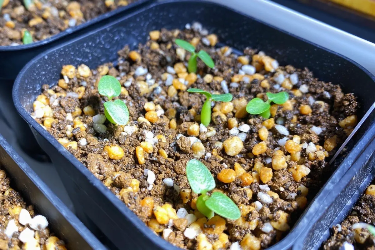 Pachypodium enigmaticum (パキポディウム エニグマチカム)