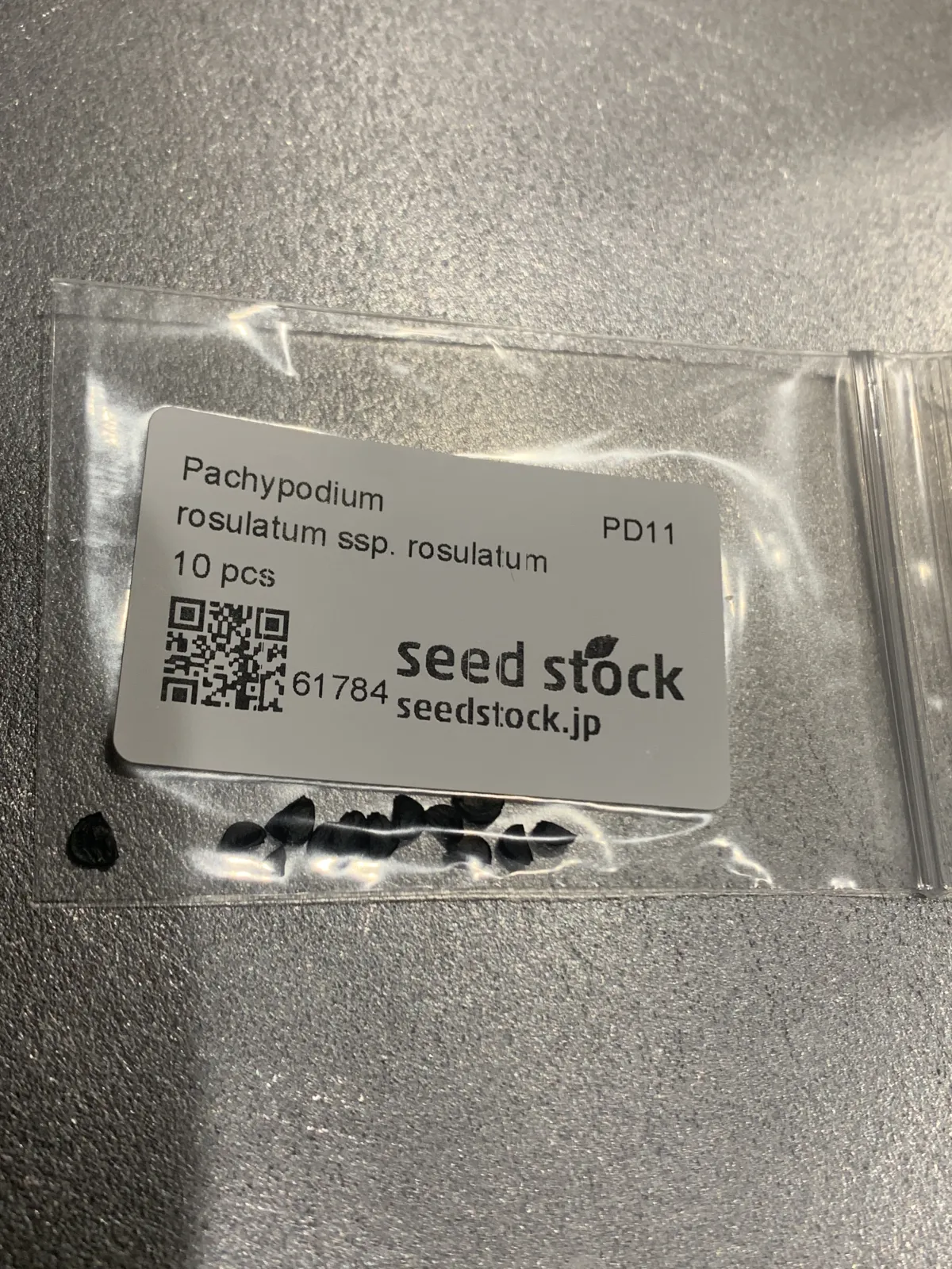 Pachypodium rosulatum ssp. rosulatum (パキポディウム ロスラーツム)