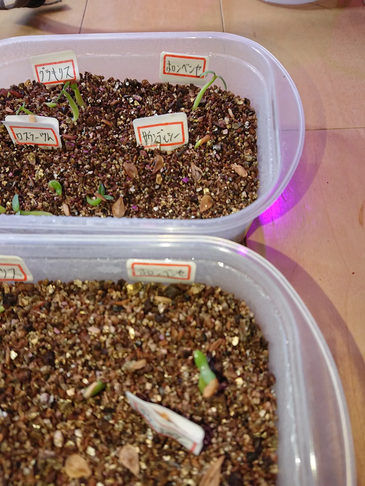 Pachypodium horombense (パキポディウム ホロンベンセ)