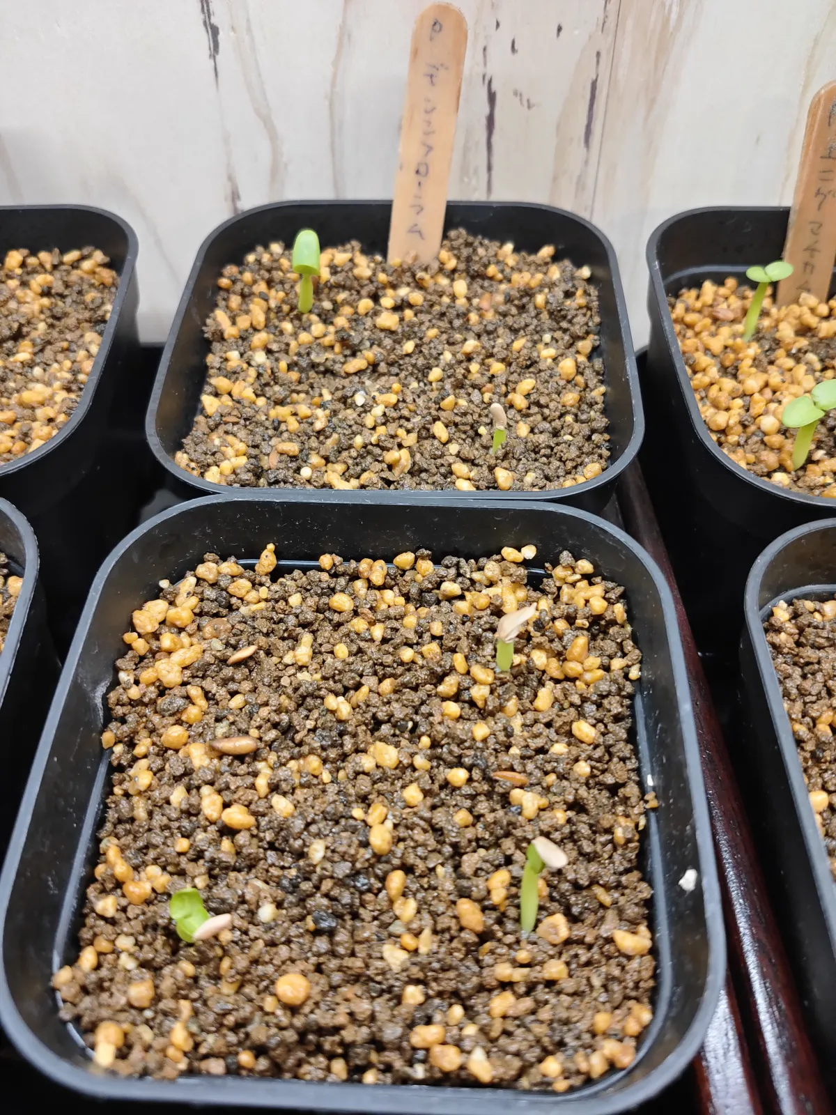 Pachypodium densiflorum var. densiflorum (パキポディウム デンシフローラム)