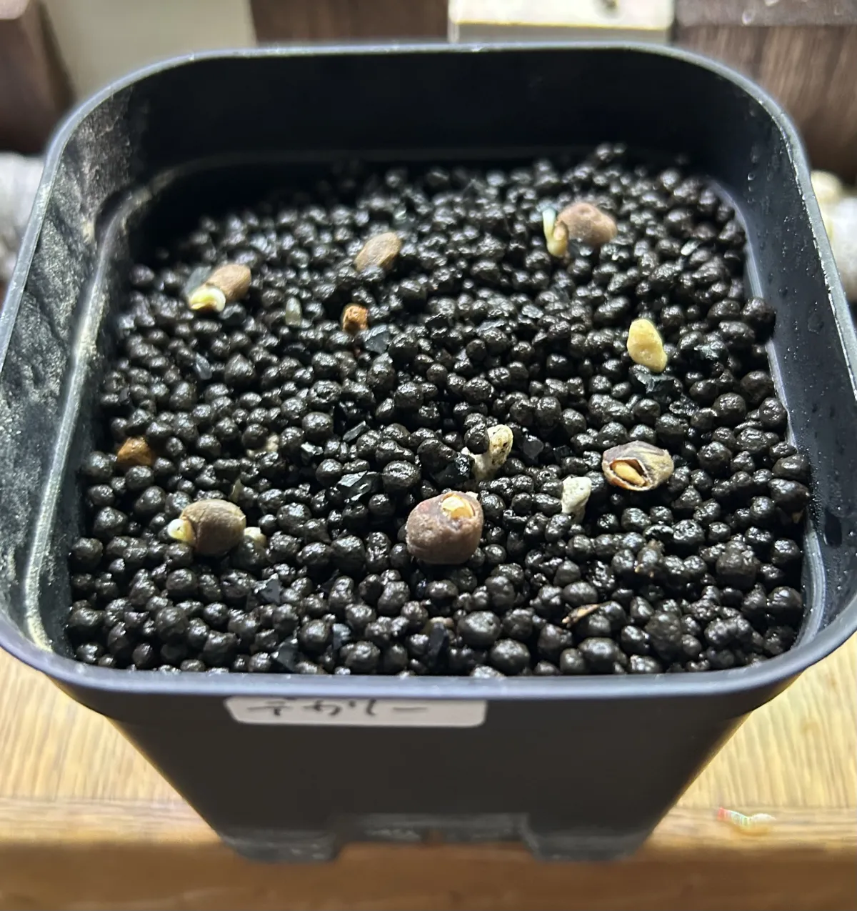 Operculicarya decaryi (オペルクリカリア デカリー)