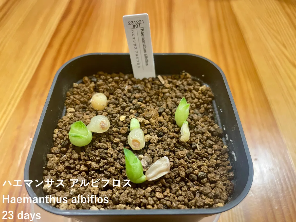 Haemanthus albiflos (ハエマンサス アルビフロス)