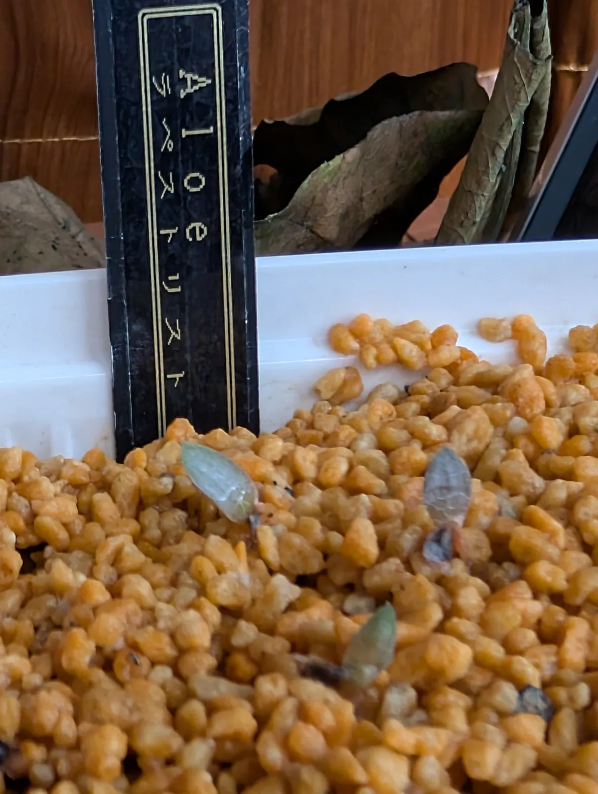  アロエ ラペストリス Aloe rupestris