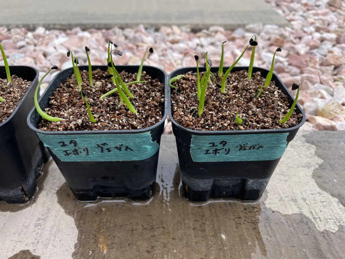 Agave utahensis var. eborispina 'Vegas' (アガベ エボリスピナ ヴェガス)