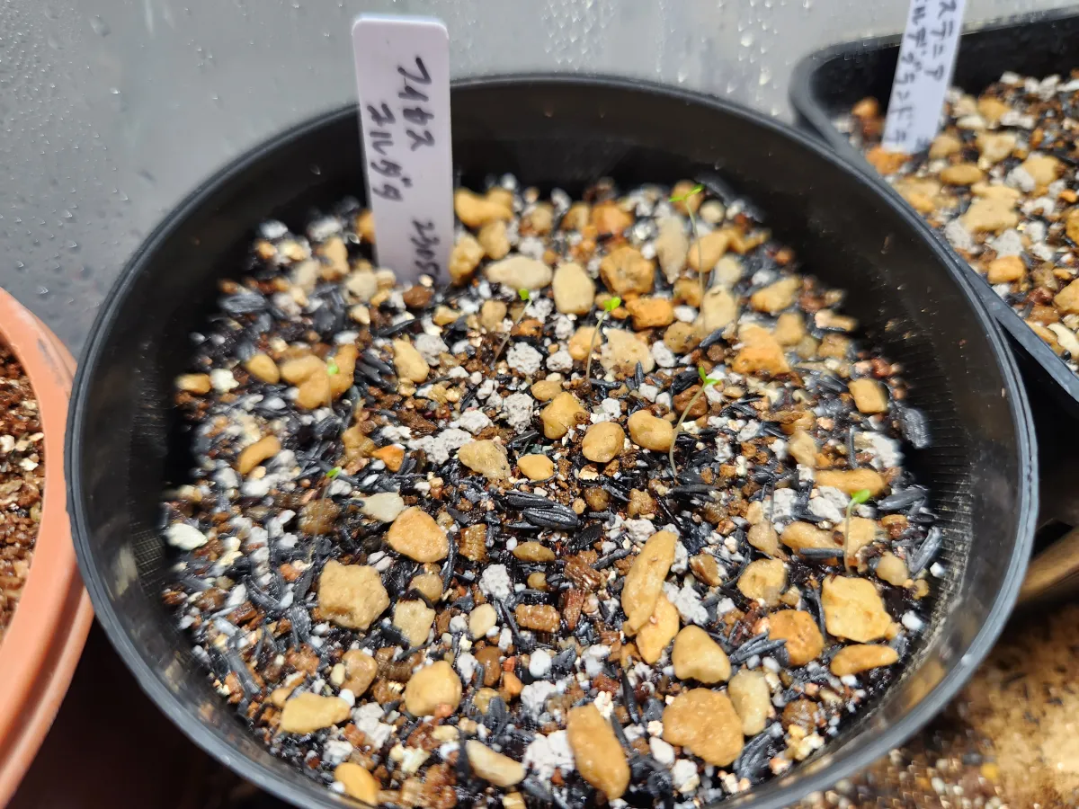 Ficus cordata (フィカス コルダタ)