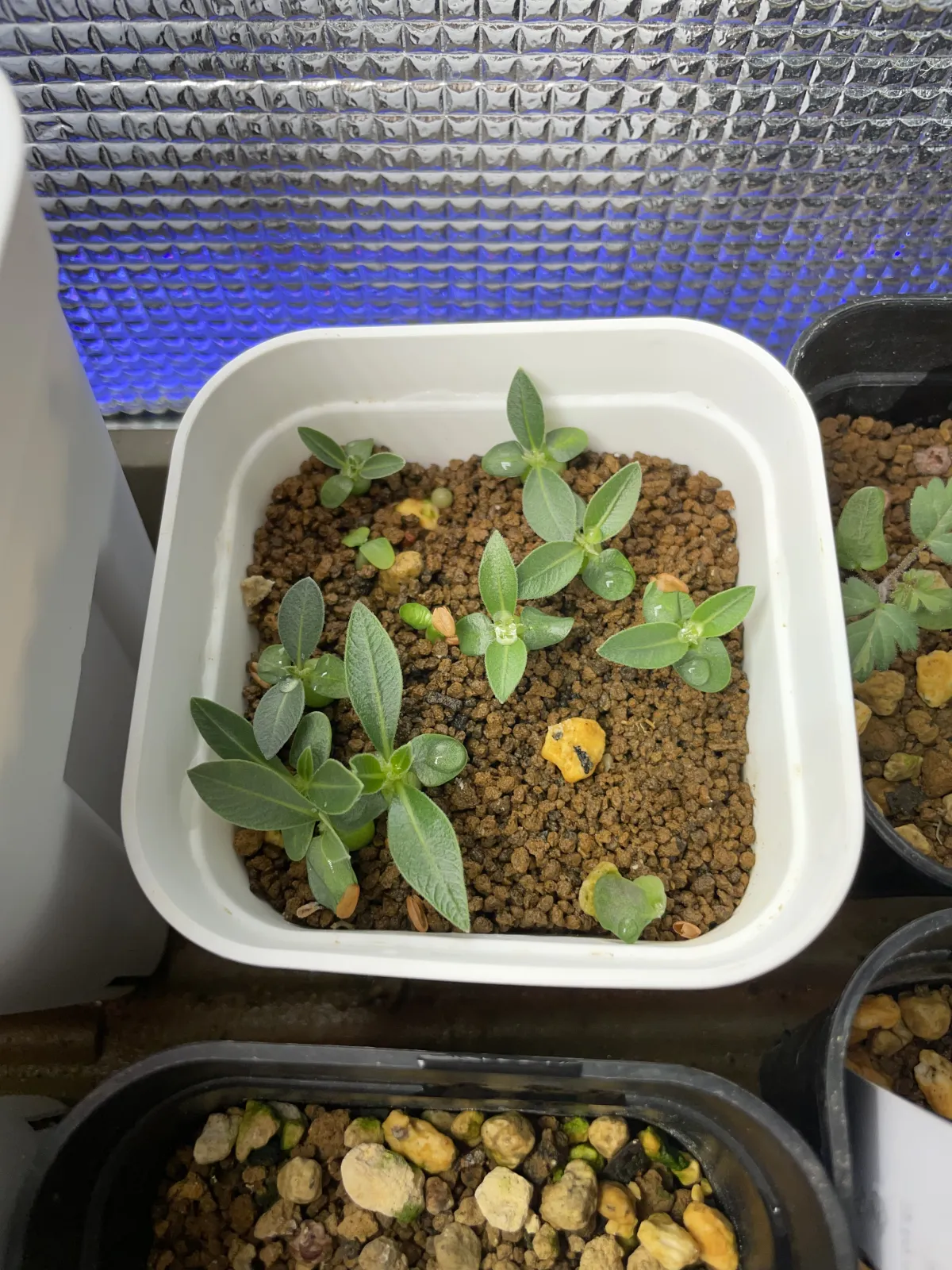 Pachypodium brevicaule subsp. leucoxanthum (パキポディウム レウコキサンツム)