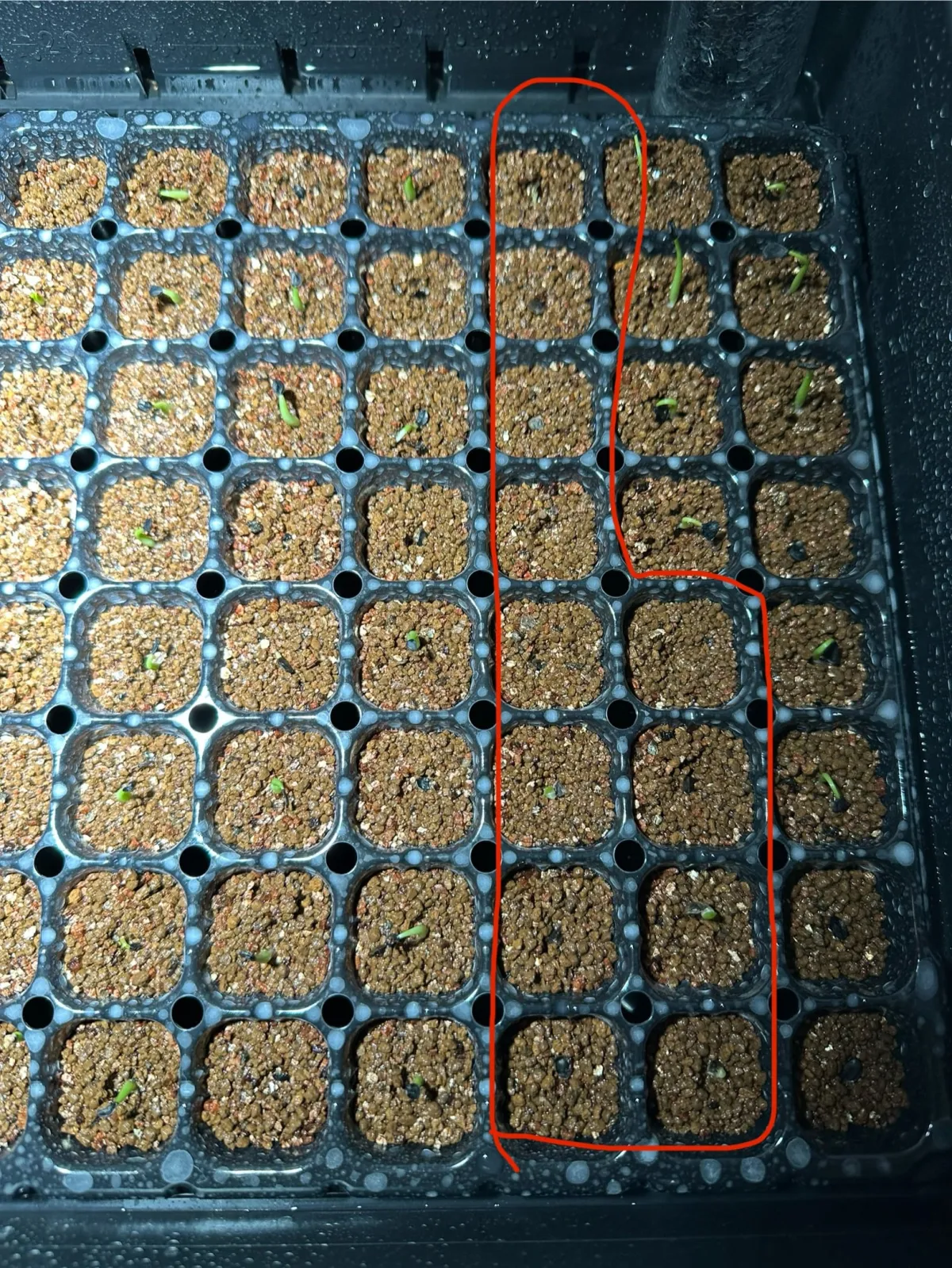 Aloe marlothii subsp. marlothii (アロエ マルロシー)