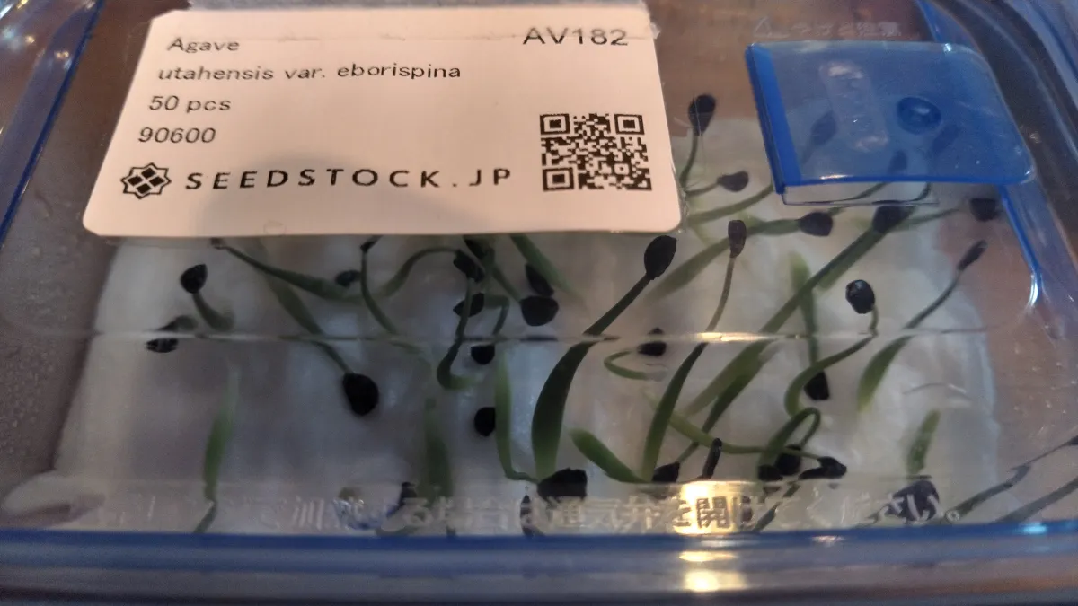 Agave utahensis var. eborispina (アガベ エボリスピナ)