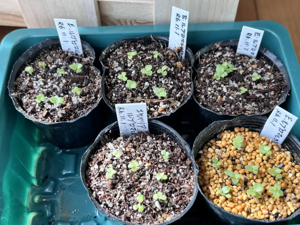 Echeveria rubromarginata (エケベリア ルブロマルジナータ)