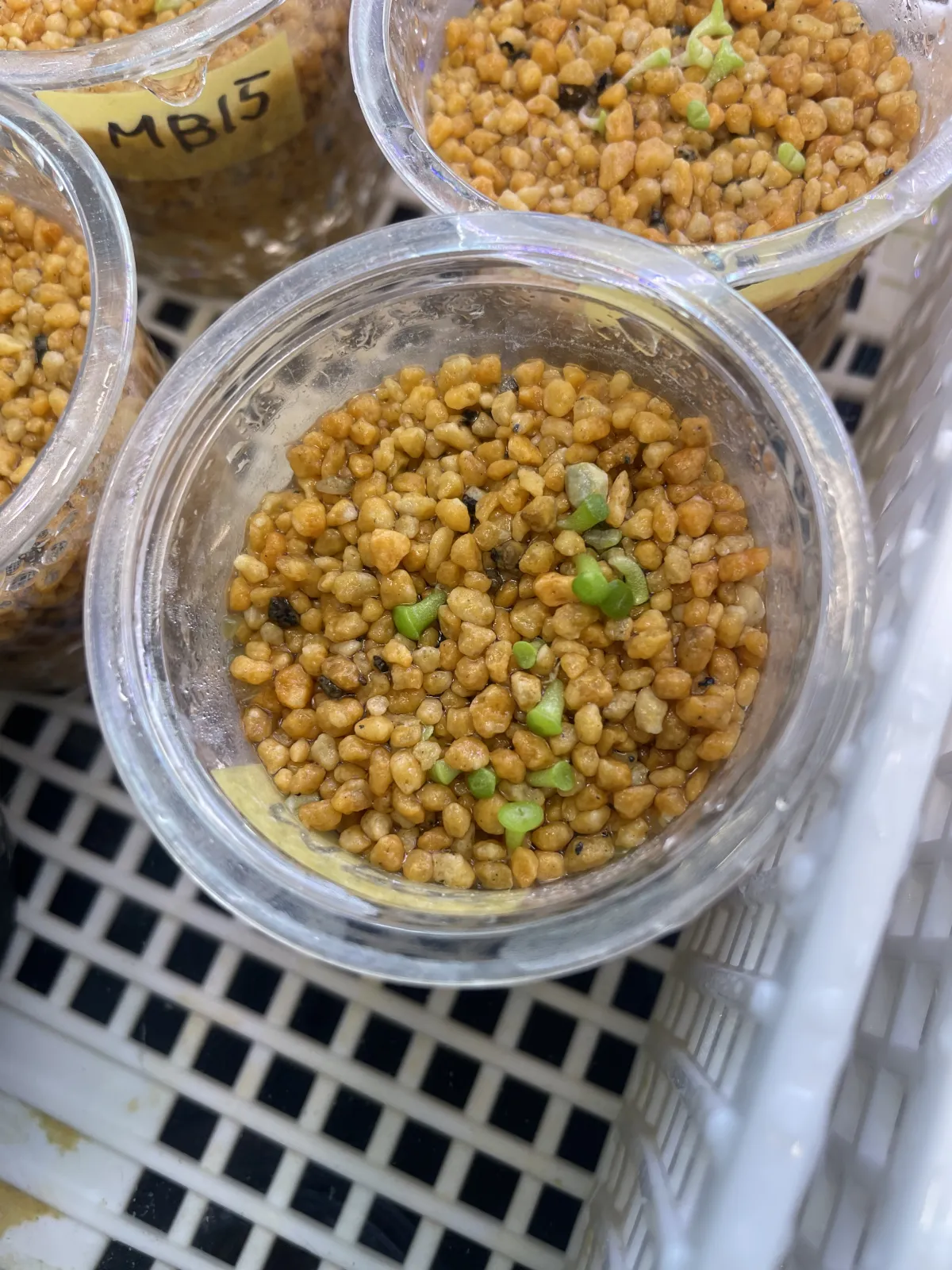 Lithops pseudotruncatella (リトープス セドウトランカテーラ)