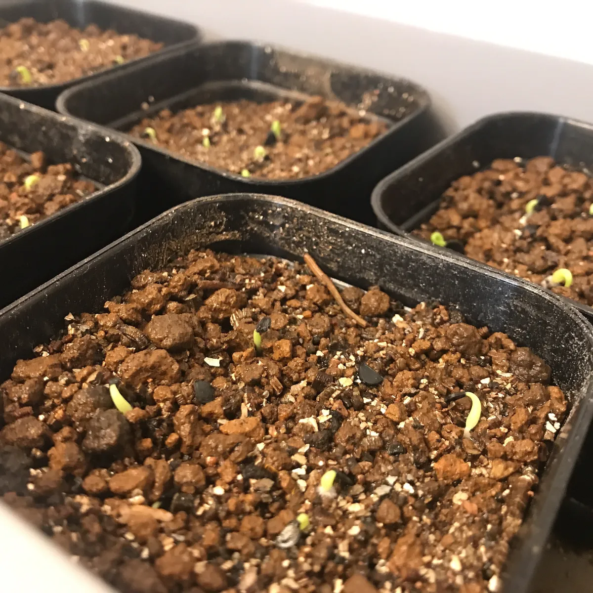 Agave titanota 'Blue' (アガベ チタノタブルー)