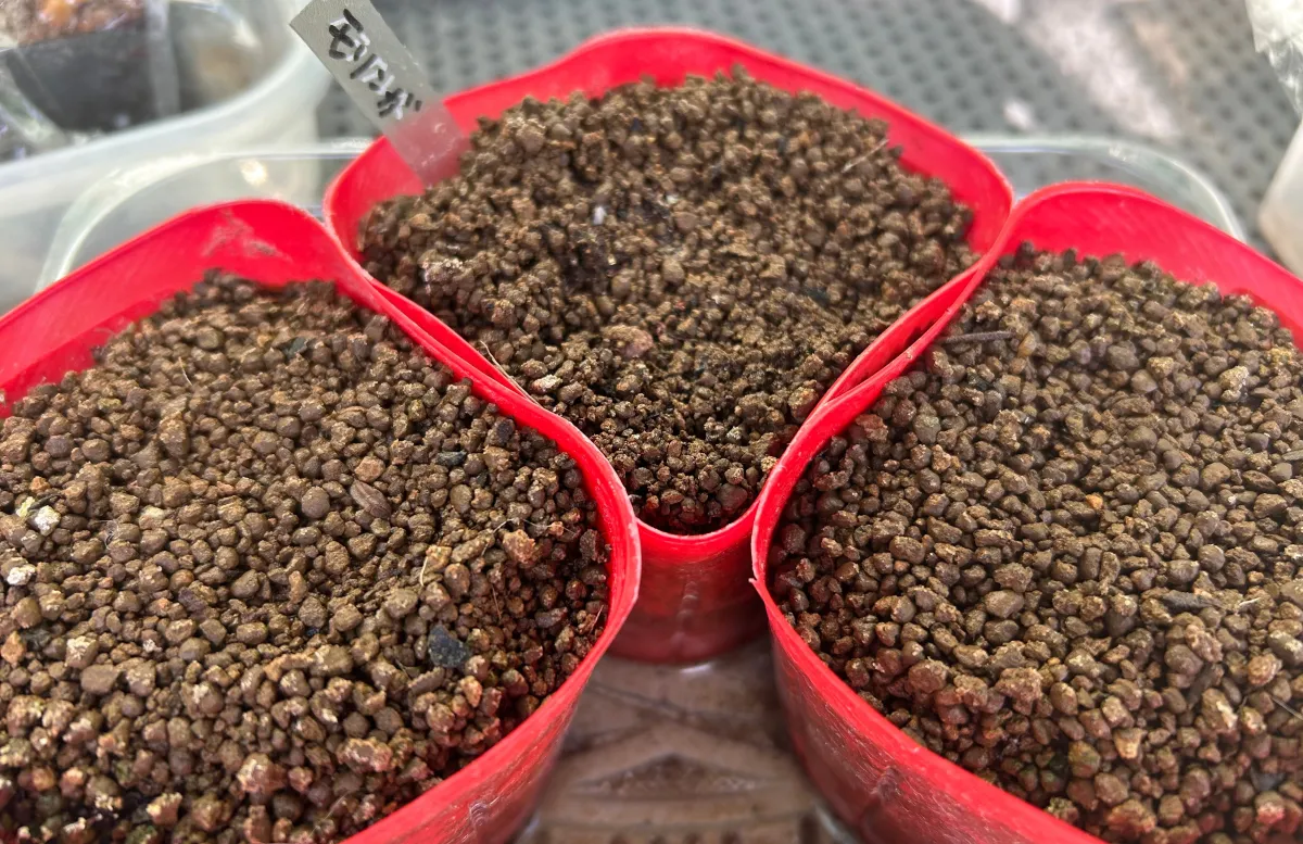 Moringa drouhardii (モリンガ ドロウハーディ)