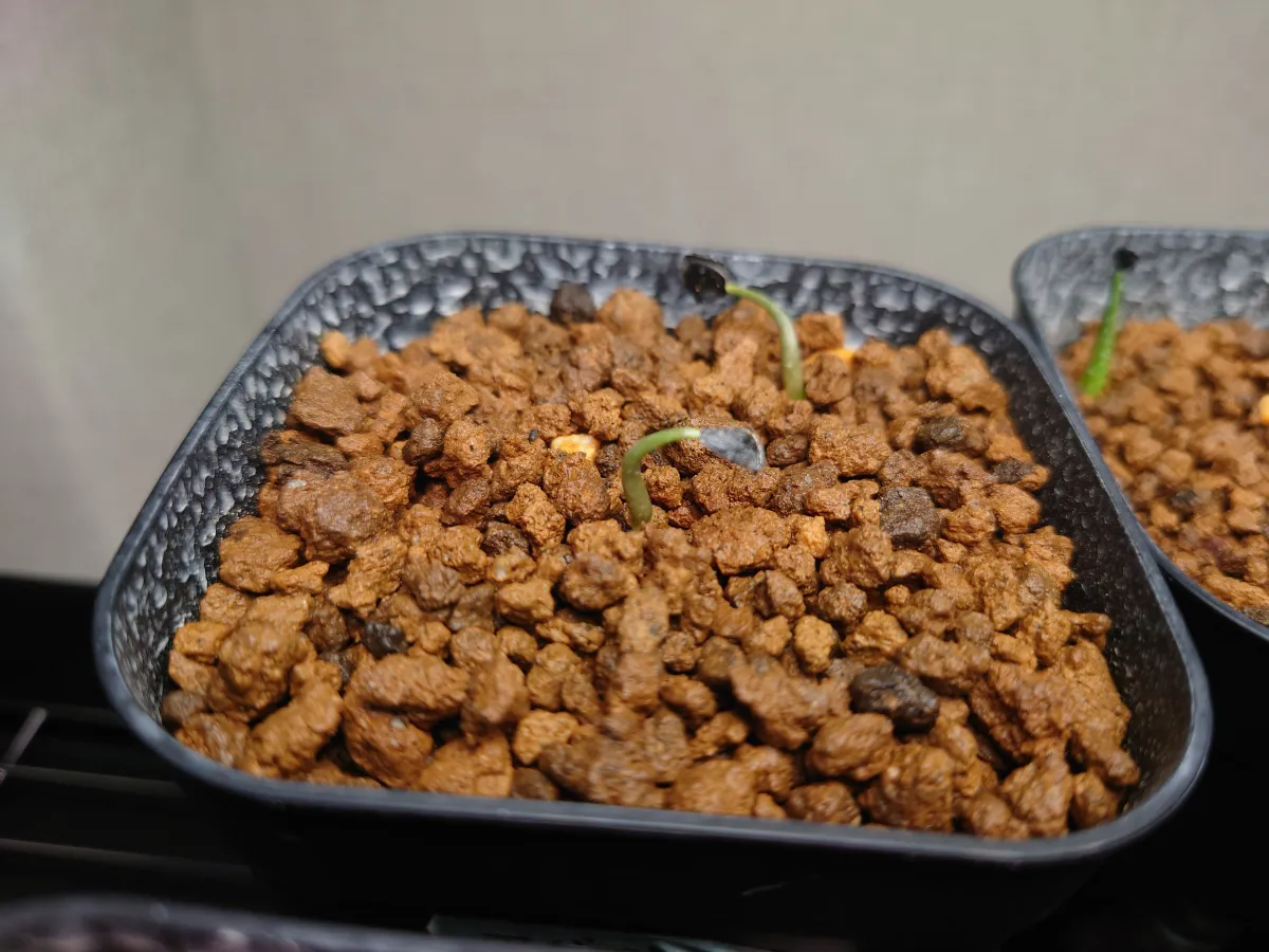 Agave utahensis ssp. utahensis (アガベ ユタエンシス)