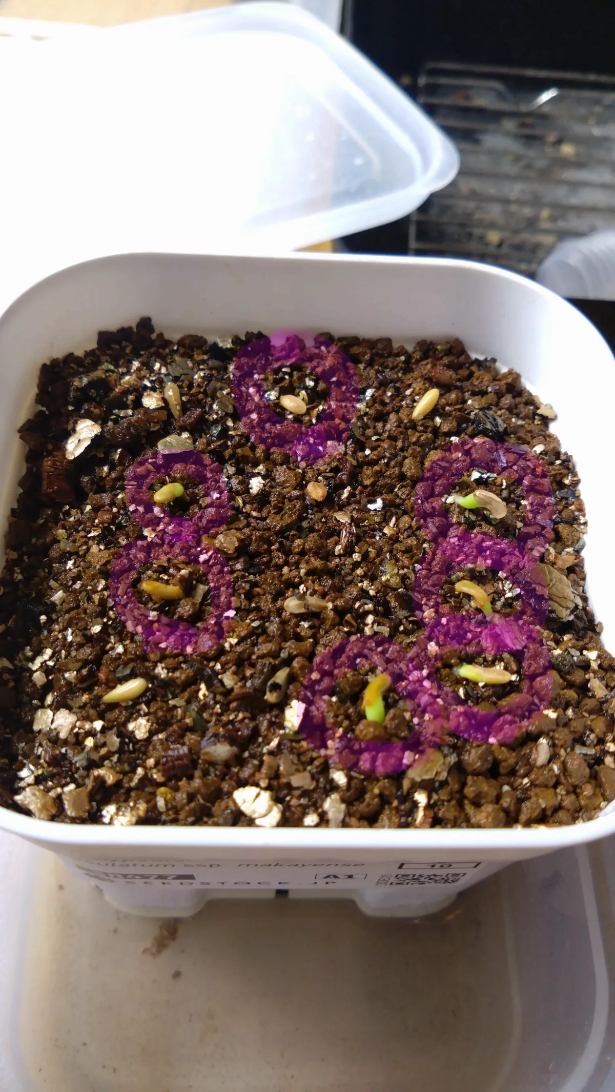 Pachypodium rosulatum subsp. makayense (パキポディウム マカイエンセ)