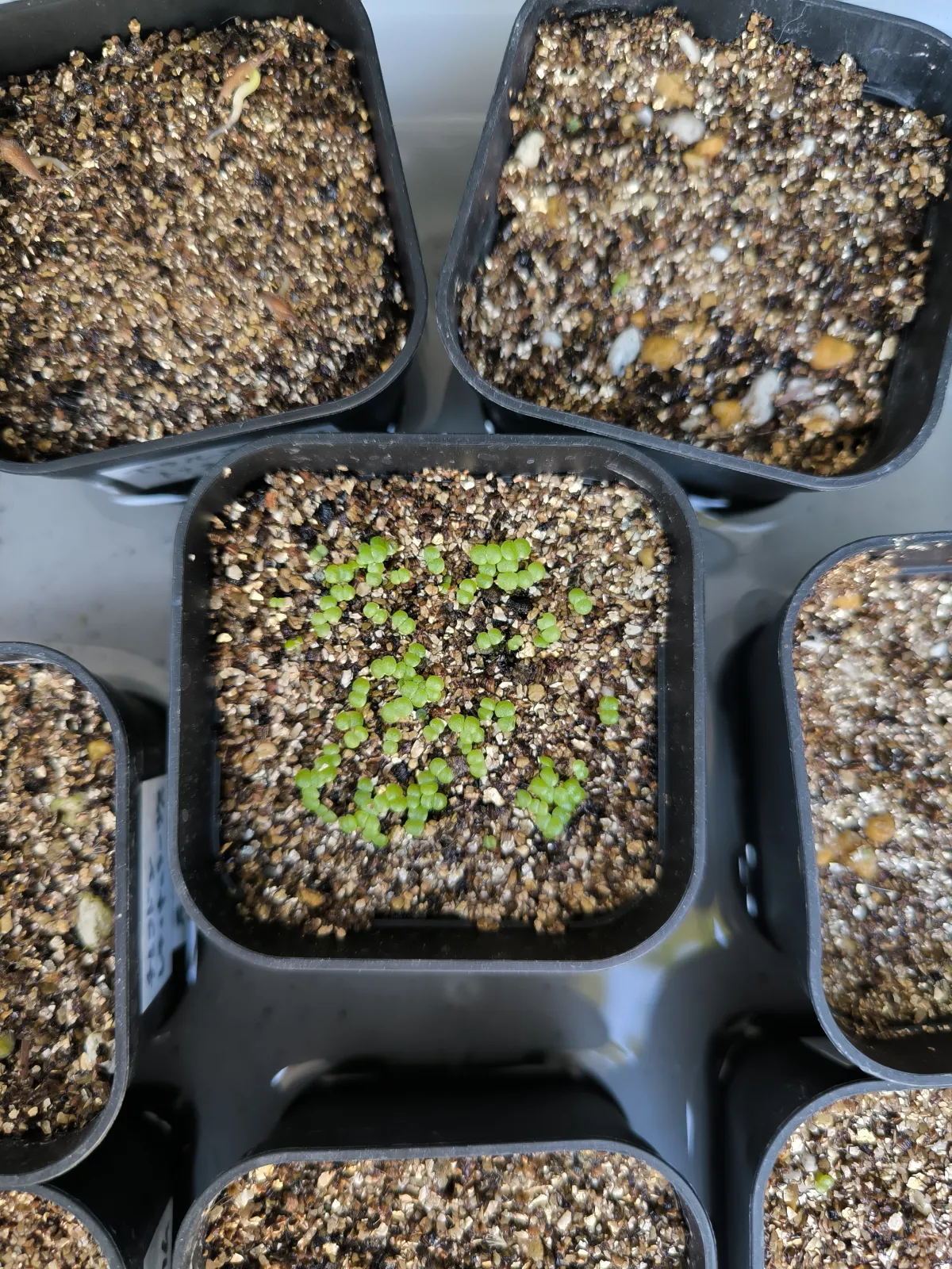 Tylecodon wallichii (ティレコドン ワリチー)