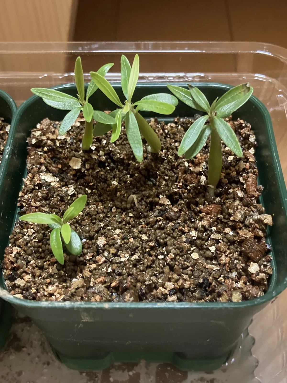 Pachypodium rosulatum var. gracilius (パキポディウム グラキリス)