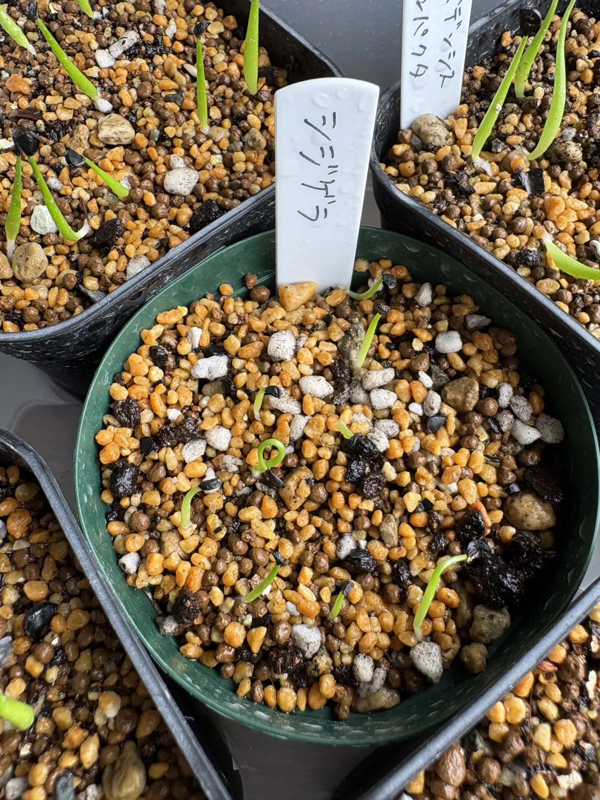 Agave schidigera (アガベ シジゲラ)