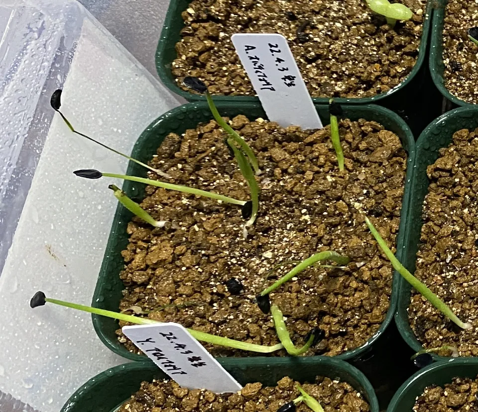 Agave ovatifolia (アガベ オバティフォリア)