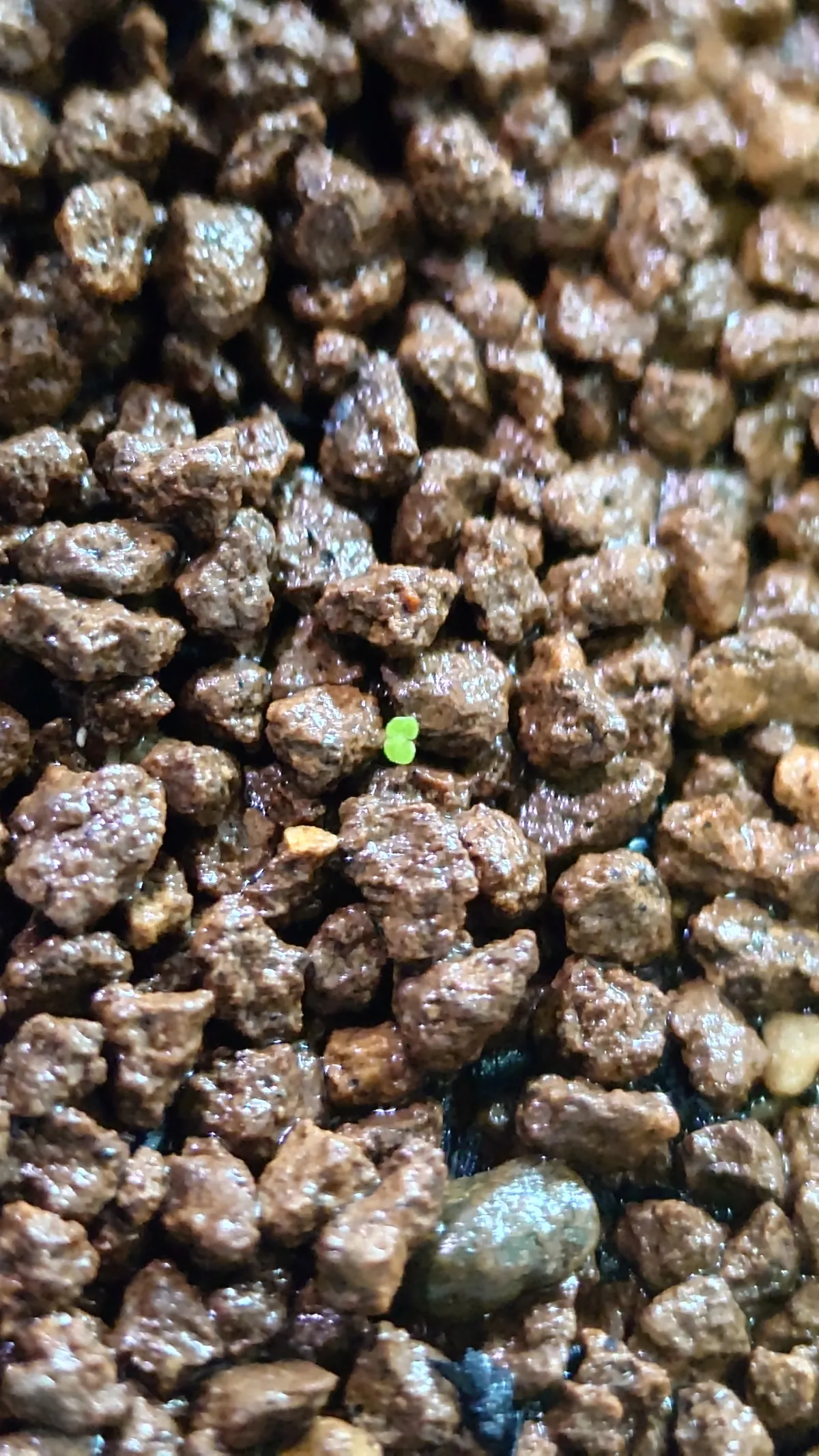 Begonia fulgurata (ベゴニア フルグラータ)