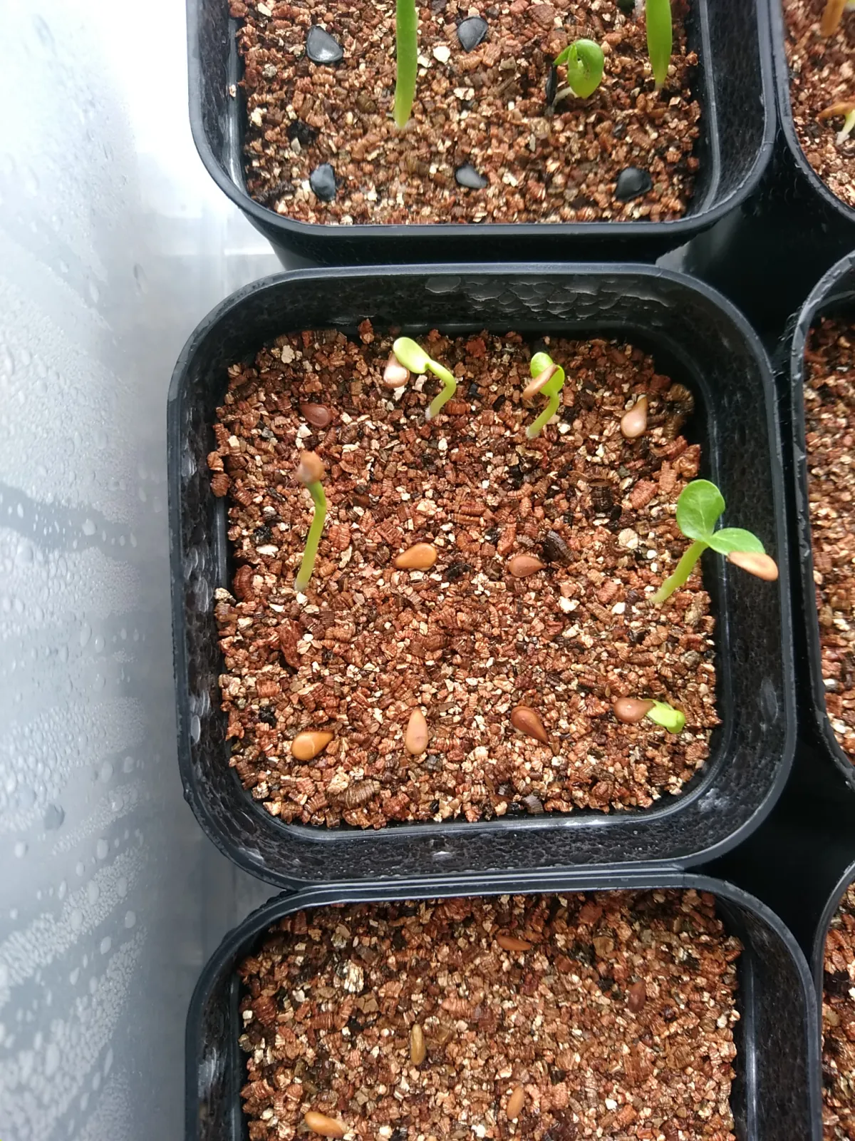 Pachypodium baronii (パキポディウム バロニー)