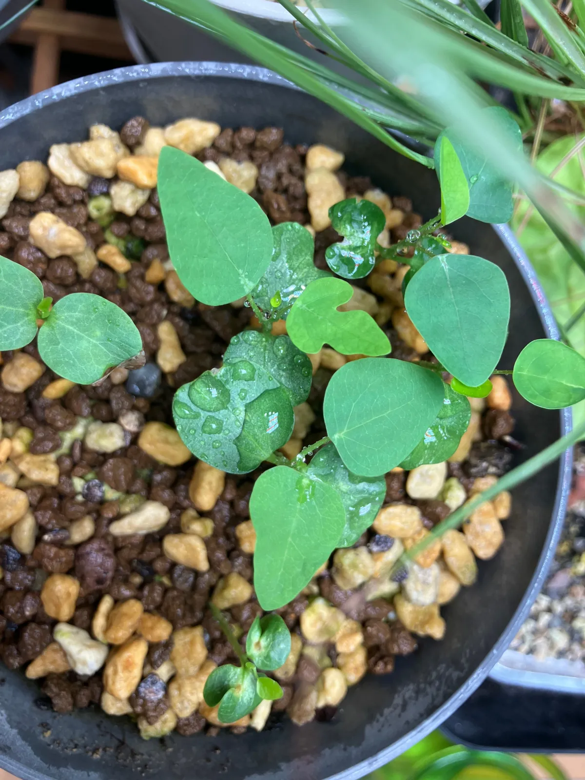 Adenia glauca (アデニア グラウカ)