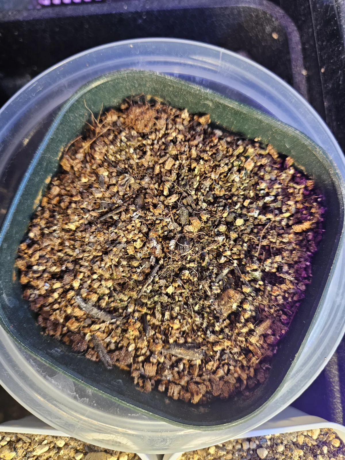 Aloe petricola (アロエ ペトリコーラ)