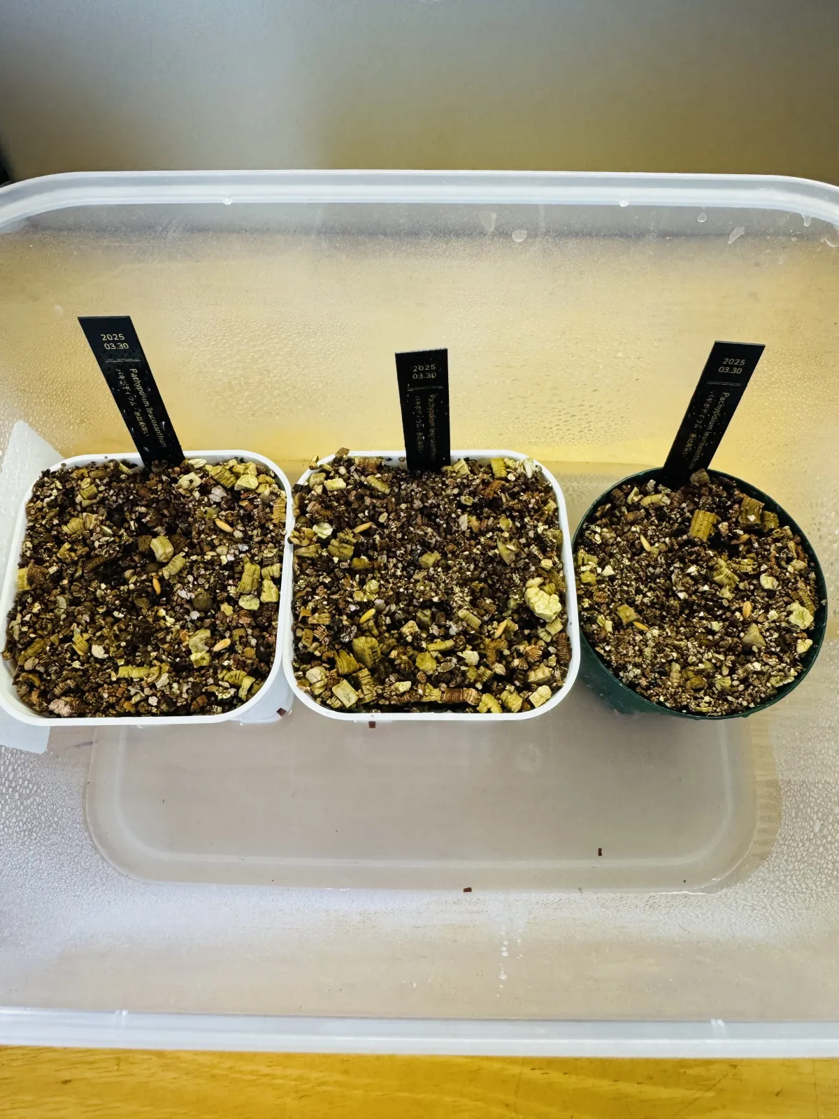 Pachypodium brevicaule subsp. leucoxanthum (パキポディウム レウコキサンツム)