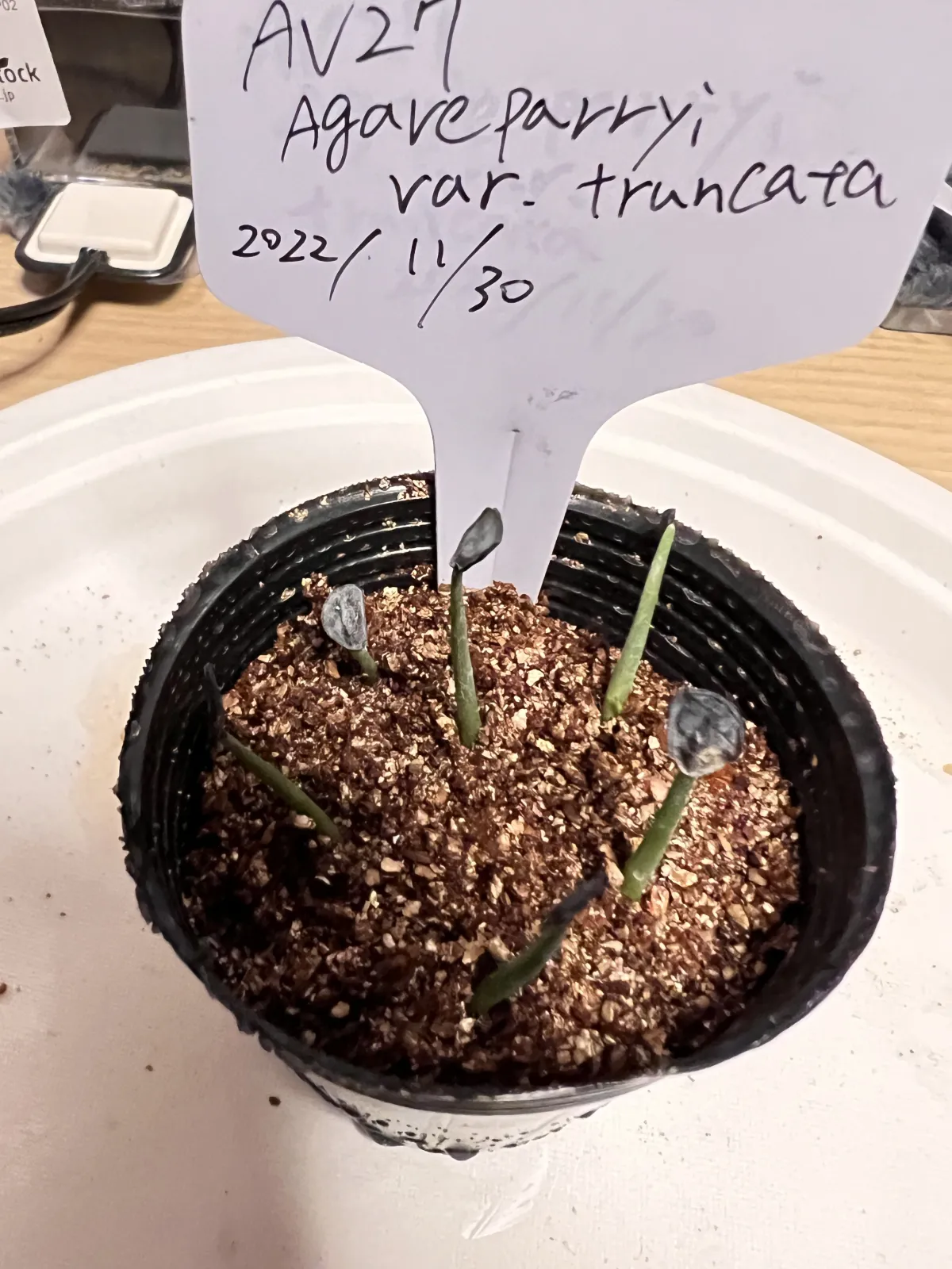 Agave parryi var. truncata (アガベ パリー トランカータ)