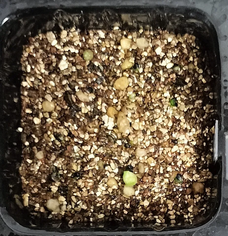 Copiapoa tenuissima (コピアポア テヌイシマ)