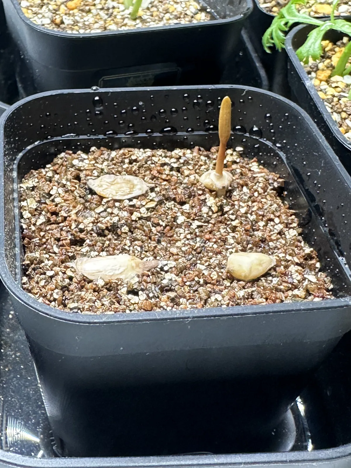 [無料種子/発芽難ロット] ウェルウィッチア ミラビリス 奇想天外 Welwitschia mirabilis