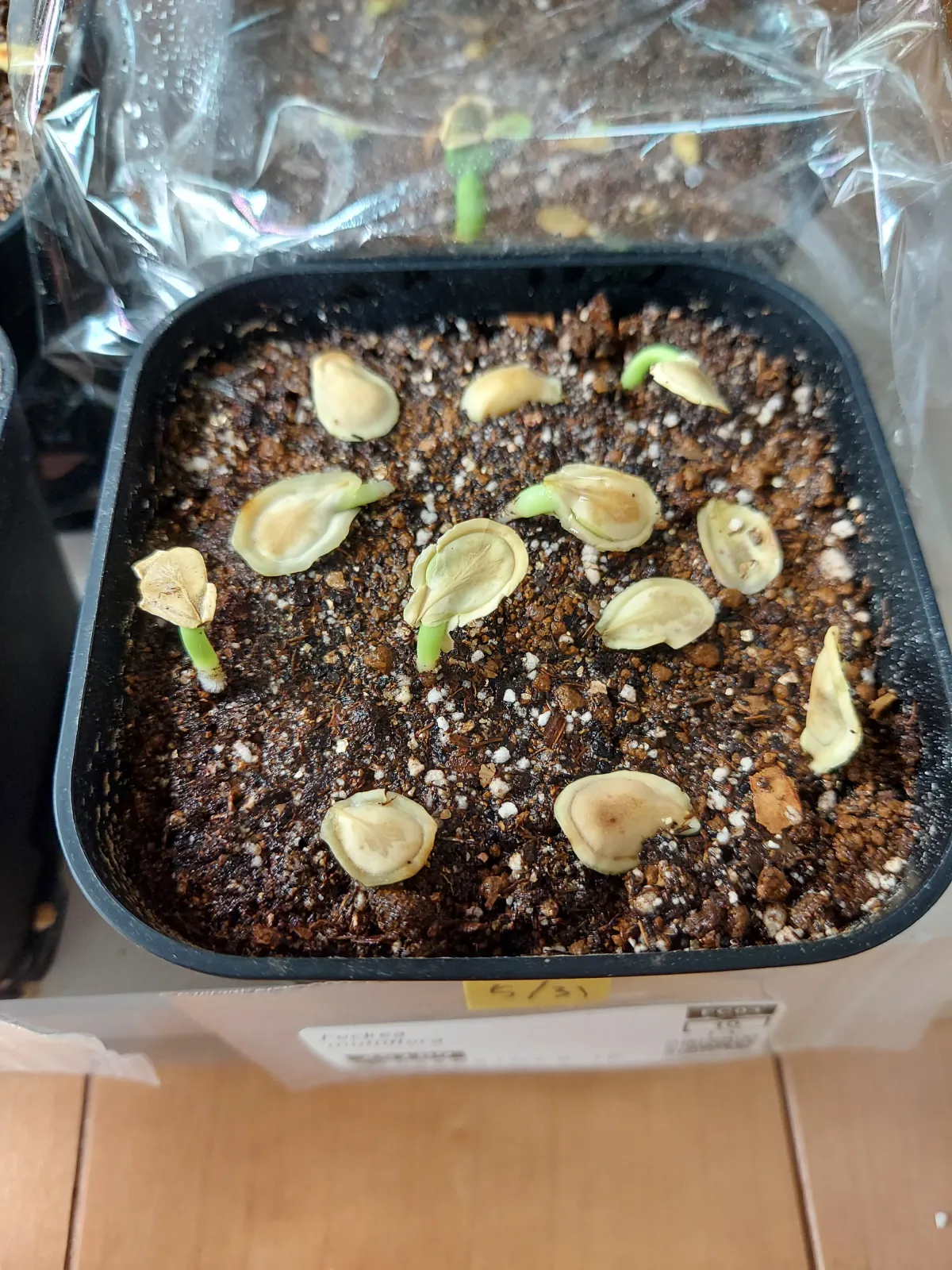 Fockea multiflora (フォッケア ムルチフローラ)