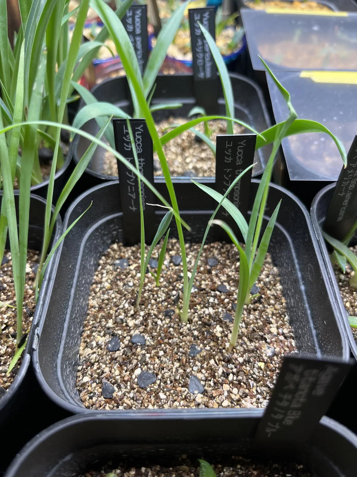 Yucca thompsoniana (ユッカ トンプソニアーナ)