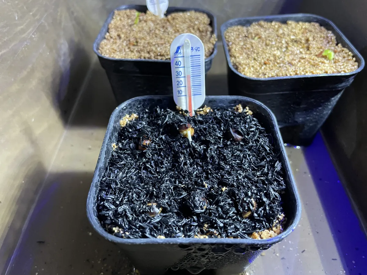 Commiphora mildbraedii (コミフォラ ミルドブラエディ ブラックバーク)