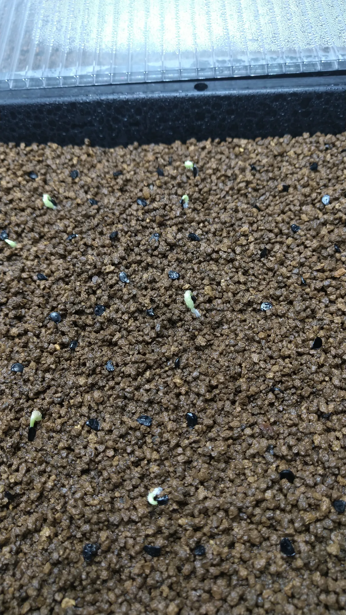 Agave oteroi (アガベ オテロイ)