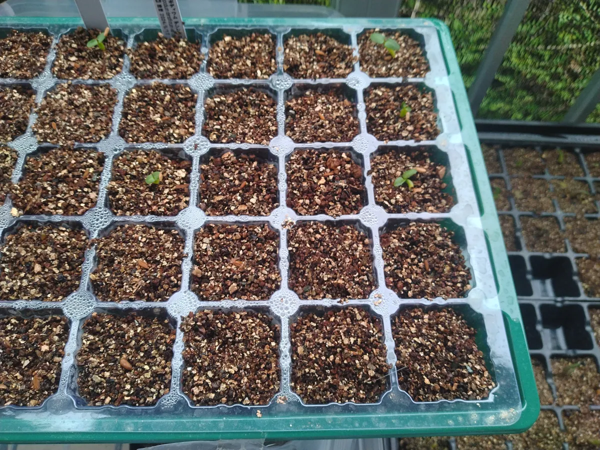 Pachypodium densiflorum var. densiflorum (パキポディウム デンシフローラム)