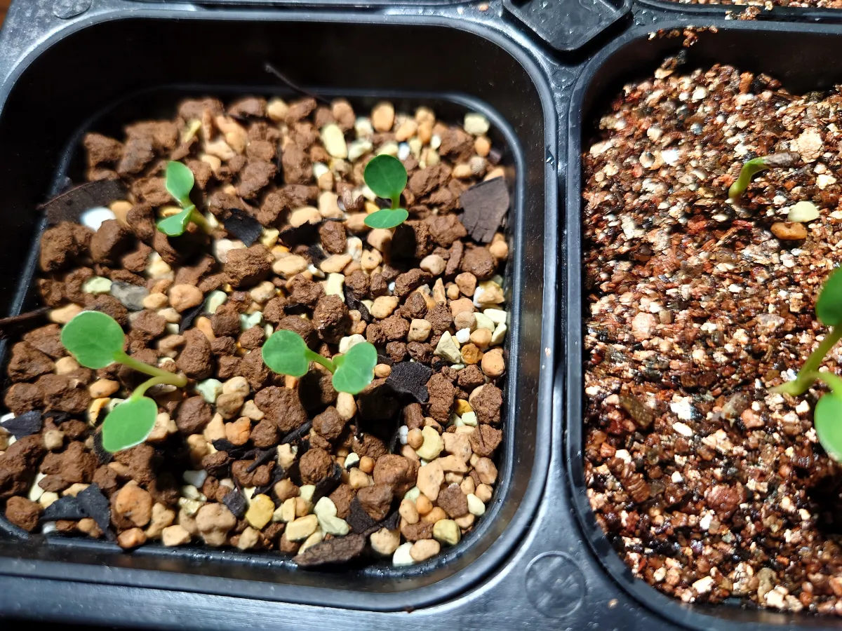 Euphorbia guillauminiana (ユーフォルビア ギラウミニアナ)