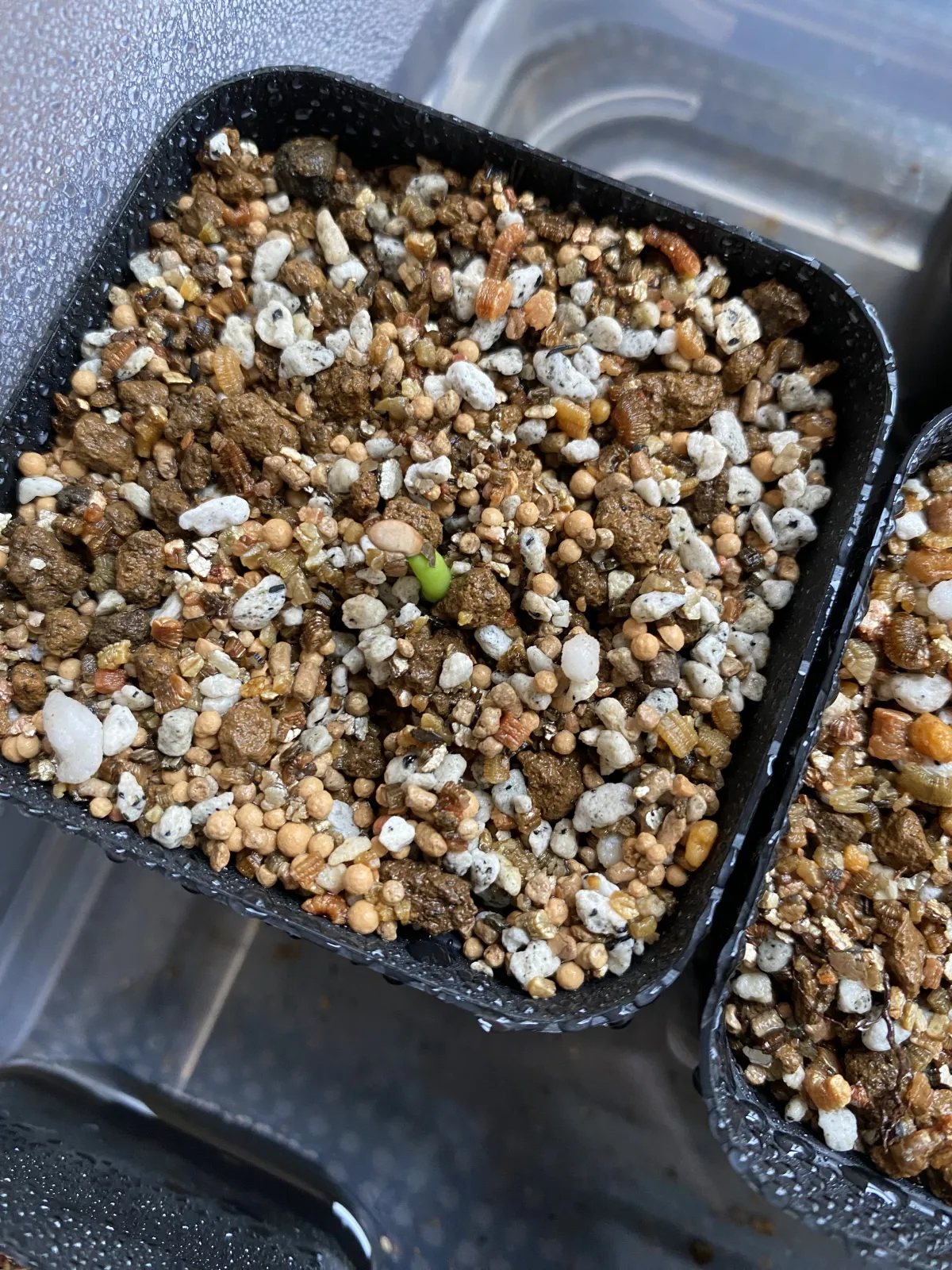 Pachypodium rosulatum var. gracilius (パキポディウム グラキリス)