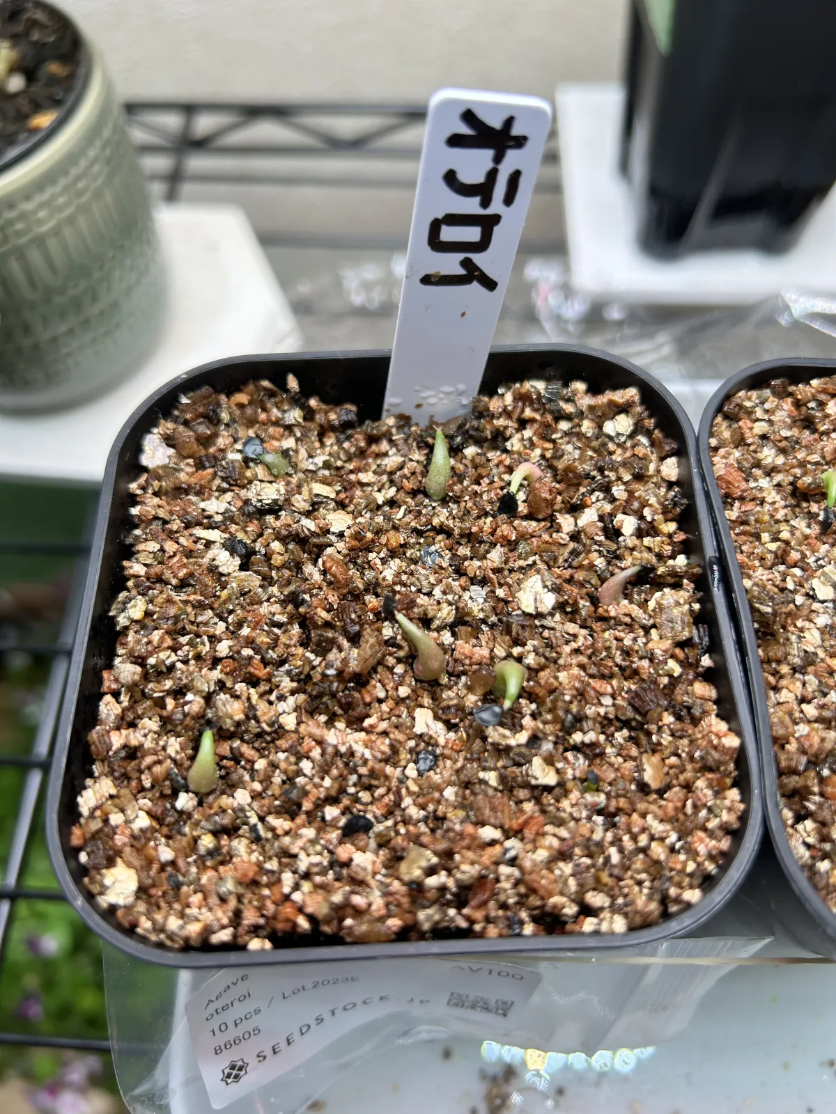 Agave oteroi (アガベ オテロイ)