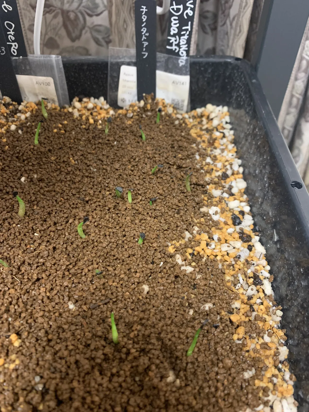 Agave titanota (アガベ チタノタ ドワーフ)