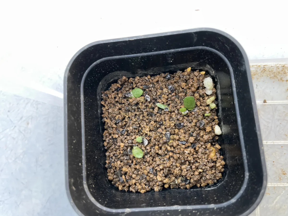 Aloe aculeata (アロエ アクレアータ)