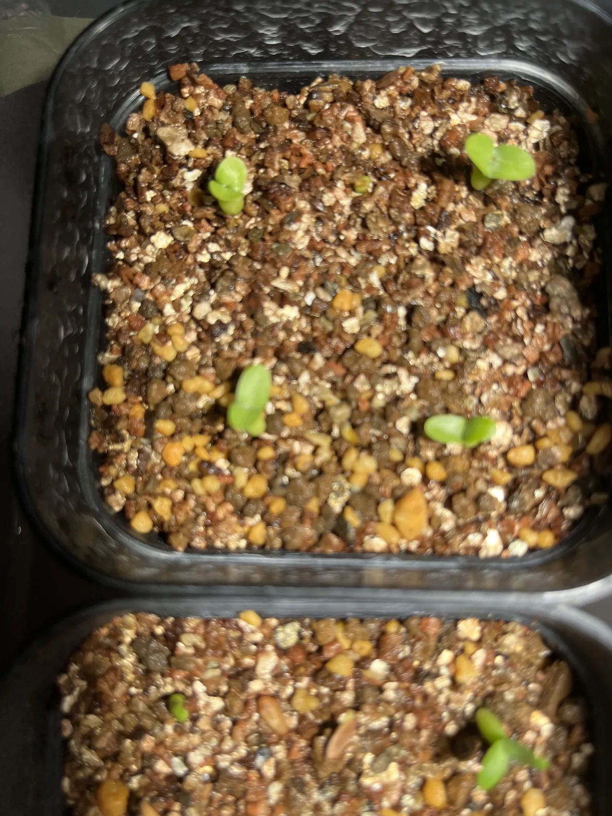 Pachypodium enigmaticum (パキポディウム エニグマチカム)