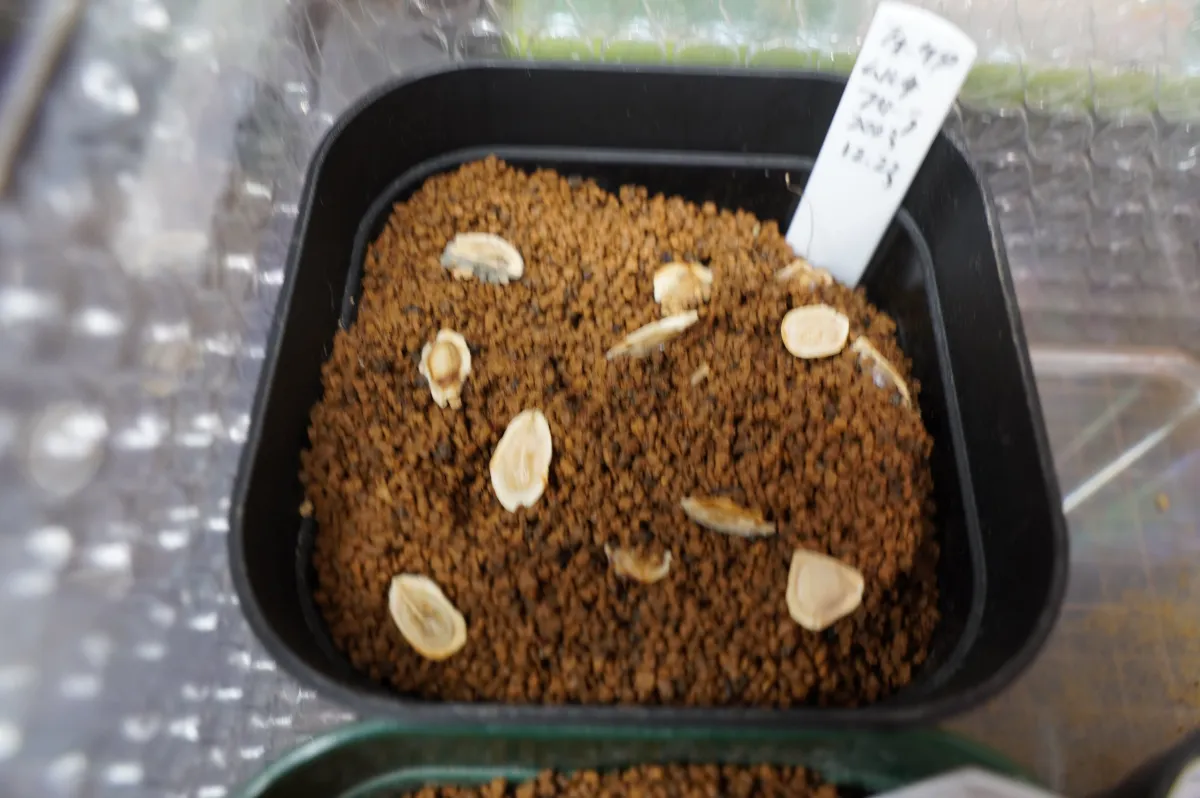 Fockea multiflora (フォッケア ムルチフローラ)