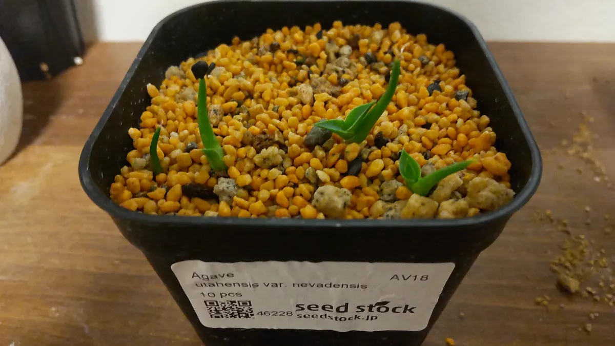 Agave utahensis var. nevadensis (アガベ ユタエンシス ネヴァデンシス)