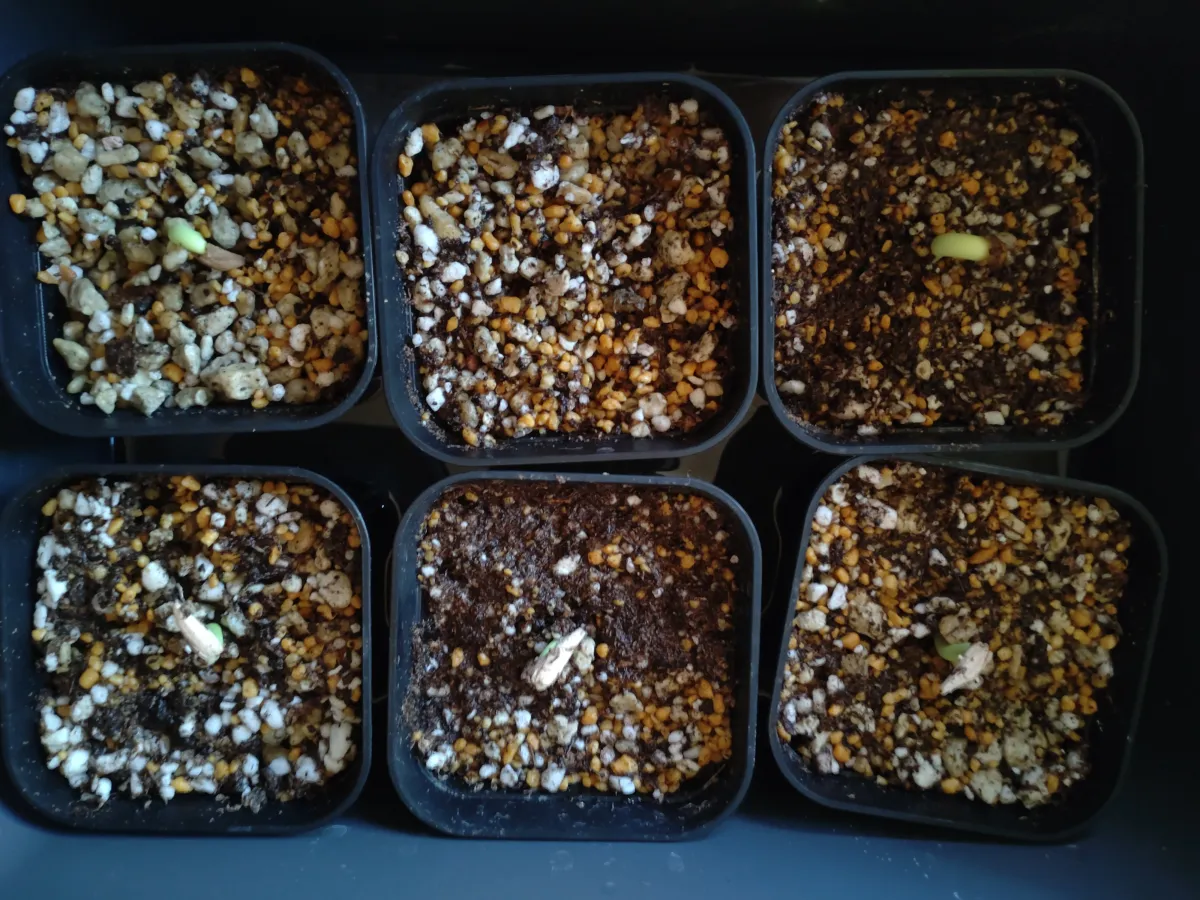 Adenium arabicum Black Stem (アデニウム アラビカム ブラックステム)